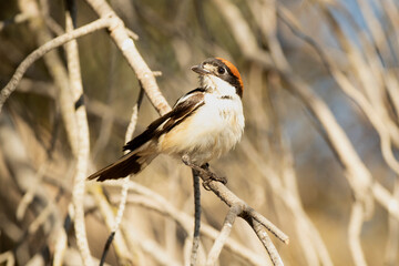 Woodchat shrike male in his breeding territory, with the last light of the afternoon in a Mediterranean forest in spring