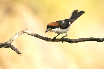 Male Woodchat shrike in rutting plumage at first light on his breeding territory in spring