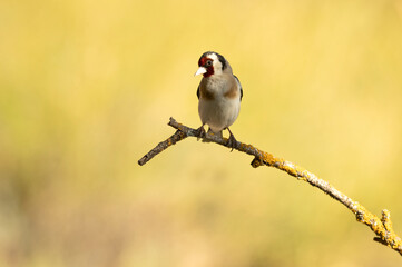 Obraz premium European goldfinch in the last light of the afternoon of a spring day at an innkeeper in a Mediterranean forest
