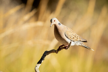 European turtle Dove with the first light of a spring day in a perch in a Mediterranean forest