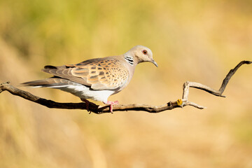 European turtle Dove with the first light of a spring day in a perch in a Mediterranean forest