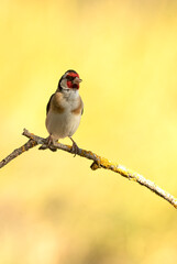 European goldfinch in the last light of the afternoon of a spring day at an innkeeper in a Mediterranean forest