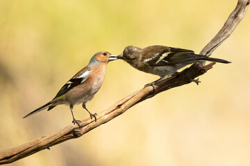 Adult male Common chaffinch feeding his chick at first light on a spring day