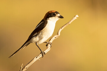 Male Woodchat shrike in rutting plumage at first light on his breeding territory in spring