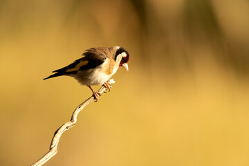 European goldfinch near a natural water point, in summer, with the last light of the day