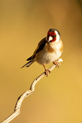 European goldfinch near a natural water point, in summer, with the last light of the day