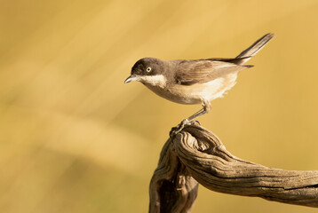 Western orphean warbler male in rutting plumage at first light of day on his breeding territory in spring