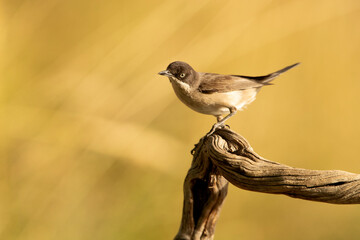 Fototapeta premium Western orphean warbler male in rutting plumage at first light of day on his breeding territory in spring