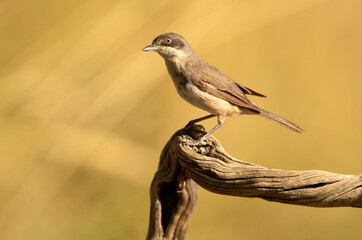 Western orphean warbler male in rutting plumage at first light of day on his breeding territory in spring