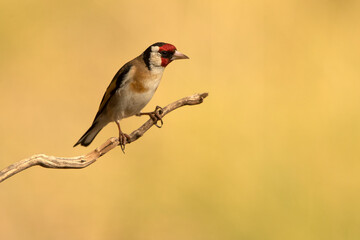 European goldfinch near a natural water point, in summer, with the last light of the day