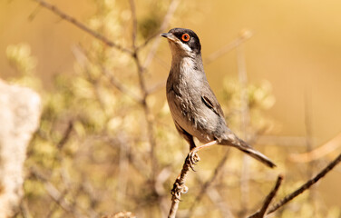 Sardinian warbler male with rutting plumage at first light of day on his breeding territory in spring