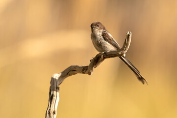 Long-tailed tit with the last lights of the afternoon in a Mediterranean forest in spring