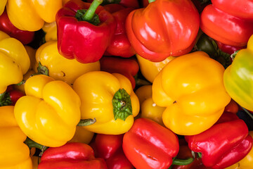 fresh organic red and yellow capsicum from farm close up from different angle