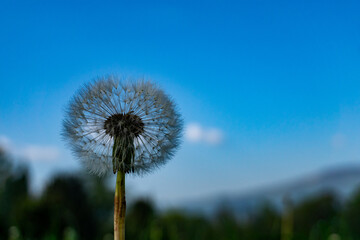 dandelion against blue sky