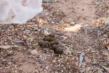 Brown dog poo in the park, and the owner  bringing near a plastic bag to pick it up and maintain the city clean