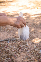 Caucasian hand holding a white bag with dog poo after the dog did it in the park