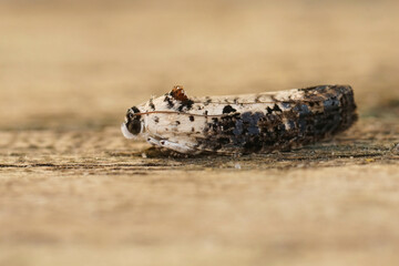Detailed closeup on the White-backed Marble moth, Hedya salicella sitting on wood