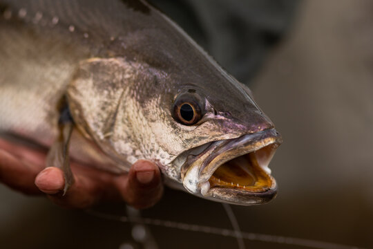 huge mulloway fish caught by a fisherman