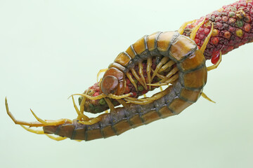 A centipede is looking for prey in the weft of an anthurium fruit. This multi-legged animal has the...