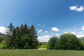 Fototapeta premium landscape with trees and sky