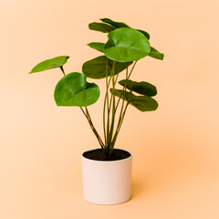 Small plant isolated on beige background