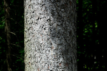 bark texture