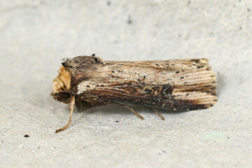 Obraz premium Closeup on the flame moth, Axylia putris, sitting on a cardboard in the garden