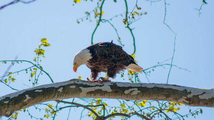 american bald eagle Conowingo Dam