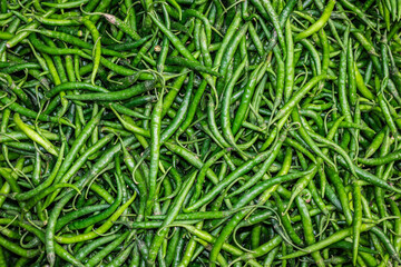 fresh organic green chilli from farm close up from different angle