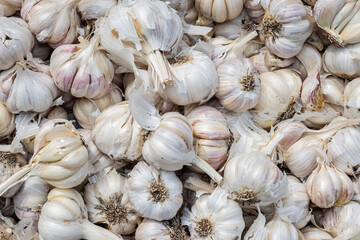fresh organic garlic from farm close up from different angle