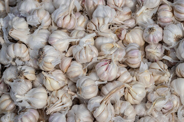 fresh organic garlic from farm close up from different angle