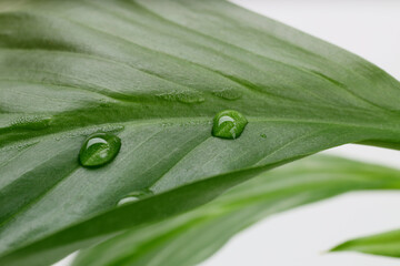 Green leaf with water drop. Nature horizontal background.
