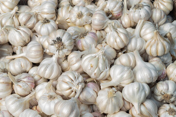 fresh organic garlic from farm close up from different angle