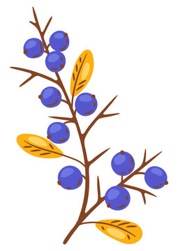 Illustration of thorn branch with berries. Image of autumn plant.