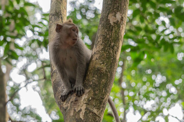 monkey on tree