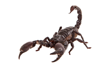 Asiatic Forest Scorpion