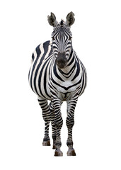 Zebra Facing Forward