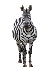 Fototapeten Zebra Facing Forward © adogslifephoto