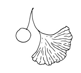 a leaf with a berry of the medicinal tree ginkgo biloba. hand-drawn sketch in the style of veined leaf and ginkgo biloba berry with isolated black contour pattern on white for packaging design templat