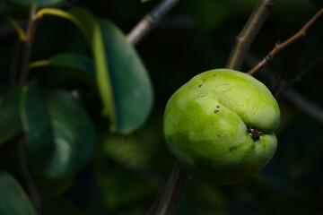 Close up photo of a pear hanging on a branch