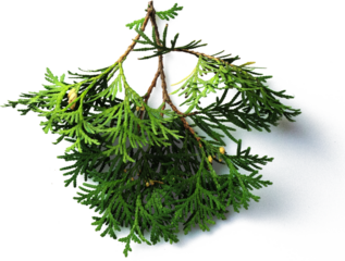 Flower Boom Graphic Pack 43