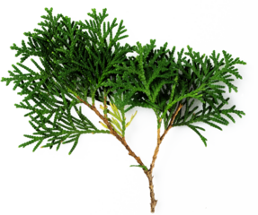 Flower Boom Graphic Pack 51