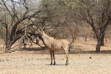 Roan antelope (Hippotragus equinus) in Bandia reserve, Senegal, Africa. African animal. Group of...