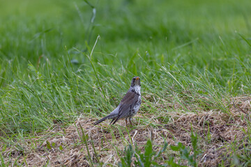 fieldfare