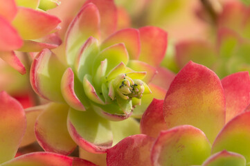 aphids on succulent