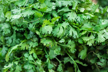 Fototapeta na wymiar fresh organic coriander leaves from farm close up from different angle