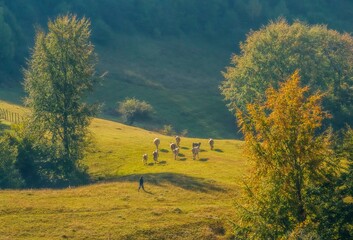 autumn landscape in the mountains