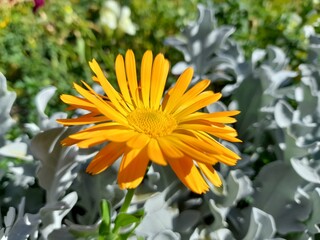 yellow flowers in the garden
