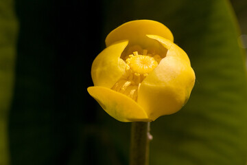 Nuphar lutea water lily beautiful huge yellow flower growing above the water with large yellow flowers and huge leaves on the surface of the water