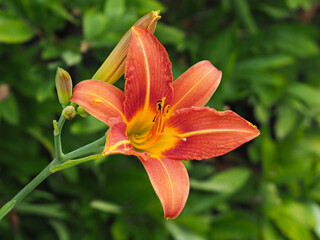 Fototapeta premium Feuerlilie (Lilium bulbiferum)